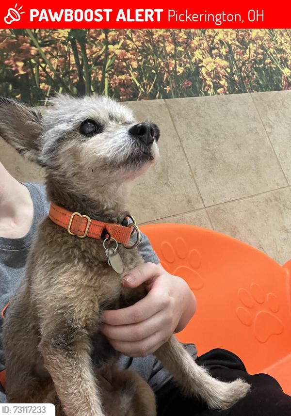 Lost Male Dog last seen Meadows St and Swallow Ct, Pickerington, OH 43147