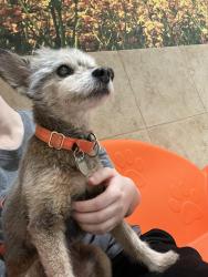 Lost Male Dog last seen Meadows St and Swallow Ct, Pickerington, OH 43147