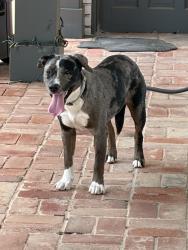 Found/Stray Unknown Dog last seen St Clair, Oklahoma City, OK 73112