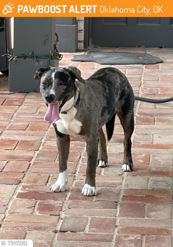 Found/Stray Unknown Dog last seen St Clair, Oklahoma City, OK 73112