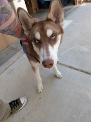 Found/Stray Male Dog last seen Marks street and sunset road, Henderson, NV 89014
