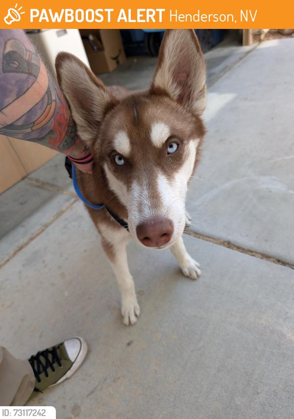 Found/Stray Male Dog last seen Marks street and sunset road, Henderson, NV 89014