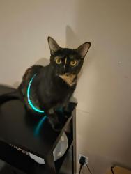 Lost Female Cat last seen Glassgow, Guelph, ON N1H 3J1