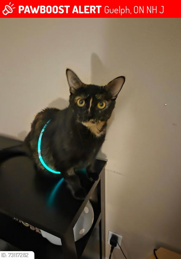 Lost Female Cat last seen Glassgow, Guelph, ON N1H 3J1