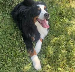 Reunited Male Dog last seen Owen Street in Germantown, Nashville, TN 37208