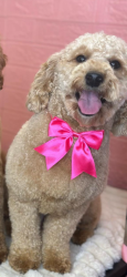 Reunited Female Dog last seen These were the last areas where Luna was seen. The most important locations are 26th St SW and Curtis Ave S, where she was last spotted before disappearing., Lehigh Acres, FL 33976