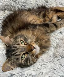 Lost Male Cat last seen 24th and Pearl, Santa Monica, CA 90405