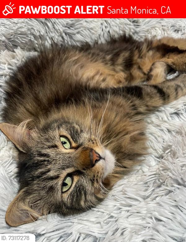Lost Male Cat last seen 24th and Pearl, Santa Monica, CA 90405