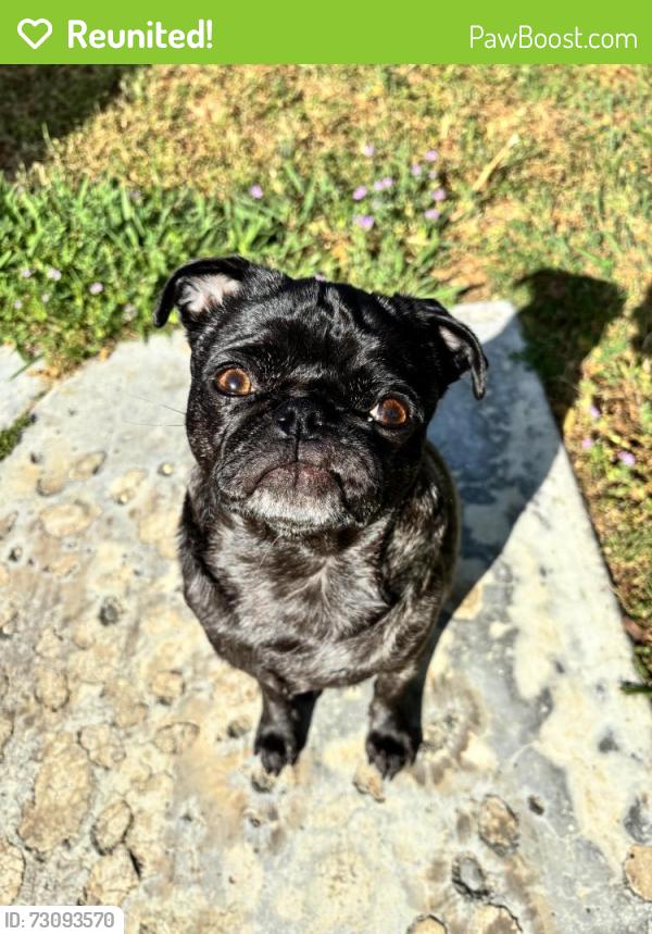 Reunited Female Dog last seen North Ave and Huron Street, Sacramento, CA 95838