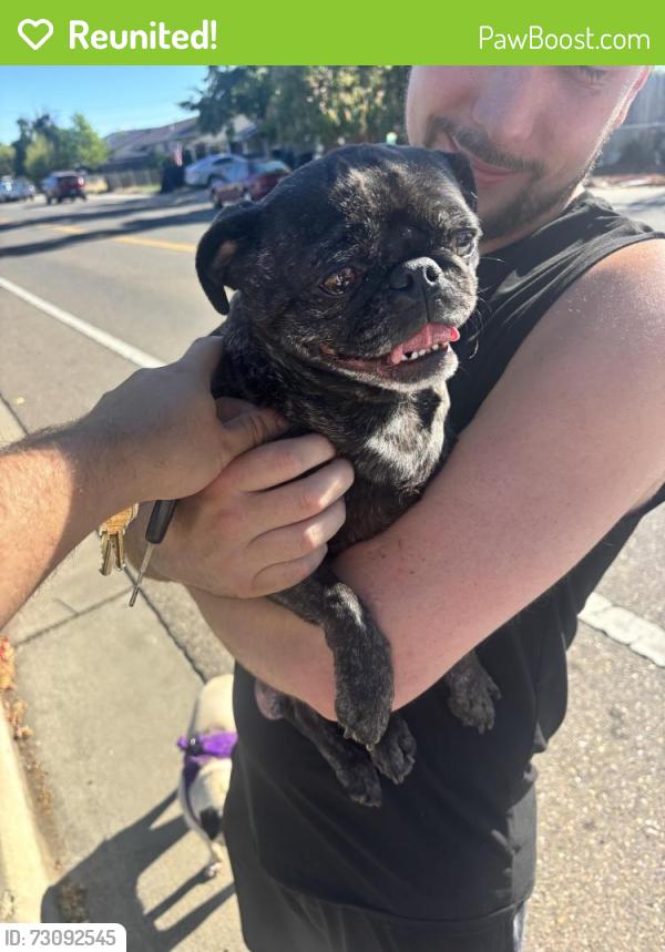 Reunited Female Dog last seen North Avenue and Huron Street, Sacramento, CA 95838