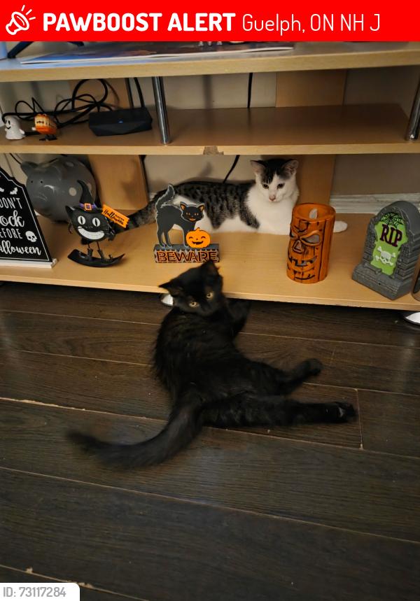 Lost Female Cat last seen Glassgow, Guelph, ON N1H 3J1