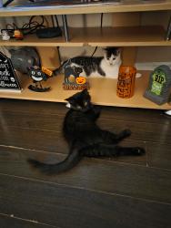 Lost Female Cat last seen Glassgow, Guelph, ON N1H 3J1
