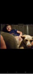 Reunited Female Dog last seen Foley Blvd and Northdale Blvd by the McDonald's, Minneapolis, MN 55448
