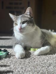 Reunited Male Cat last seen The Vineyards community (Fining Ct), Lexington, NC 27295