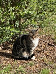 Reunited Female Cat last seen Bullard Drive, Newcastle, CA 95658