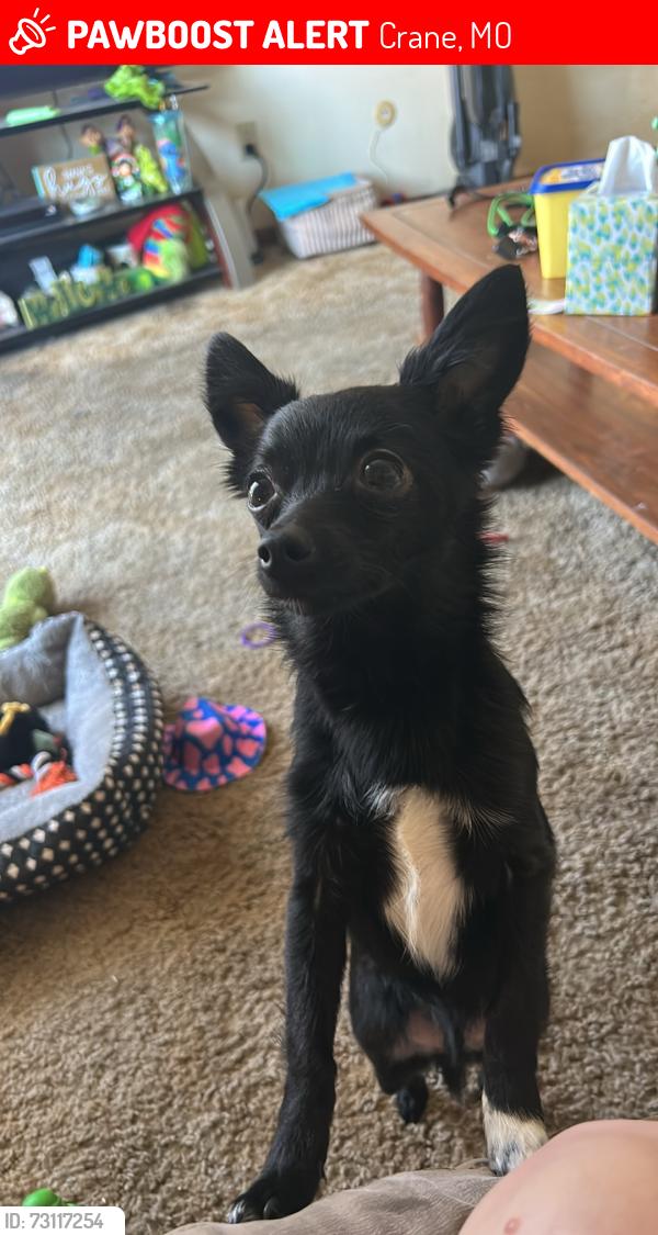Lost Male Dog last seen Finely and James canoe rental, Crane, MO 65633