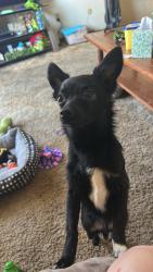 Lost Male Dog last seen Finely and James canoe rental, Crane, MO 65633