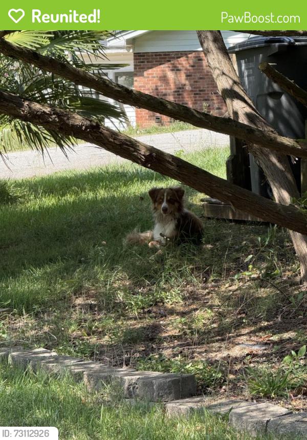 Reunited Unknown Dog last seen Mark drive, Greenville, SC 29611