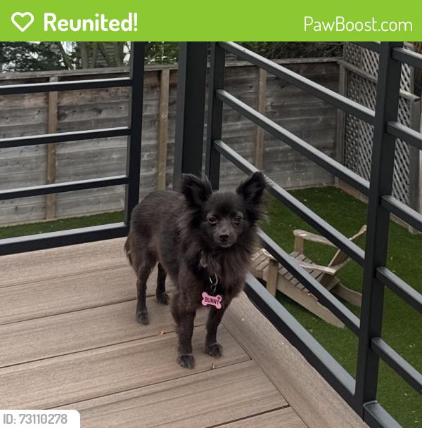 Reunited Female Dog last seen Solano and Tacoma, Berkeley, CA 94707