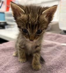 Shelter Stray Male Cat last seen Near Midland Road, Poway, CA, 92064, Escondido, CA 92027, USA