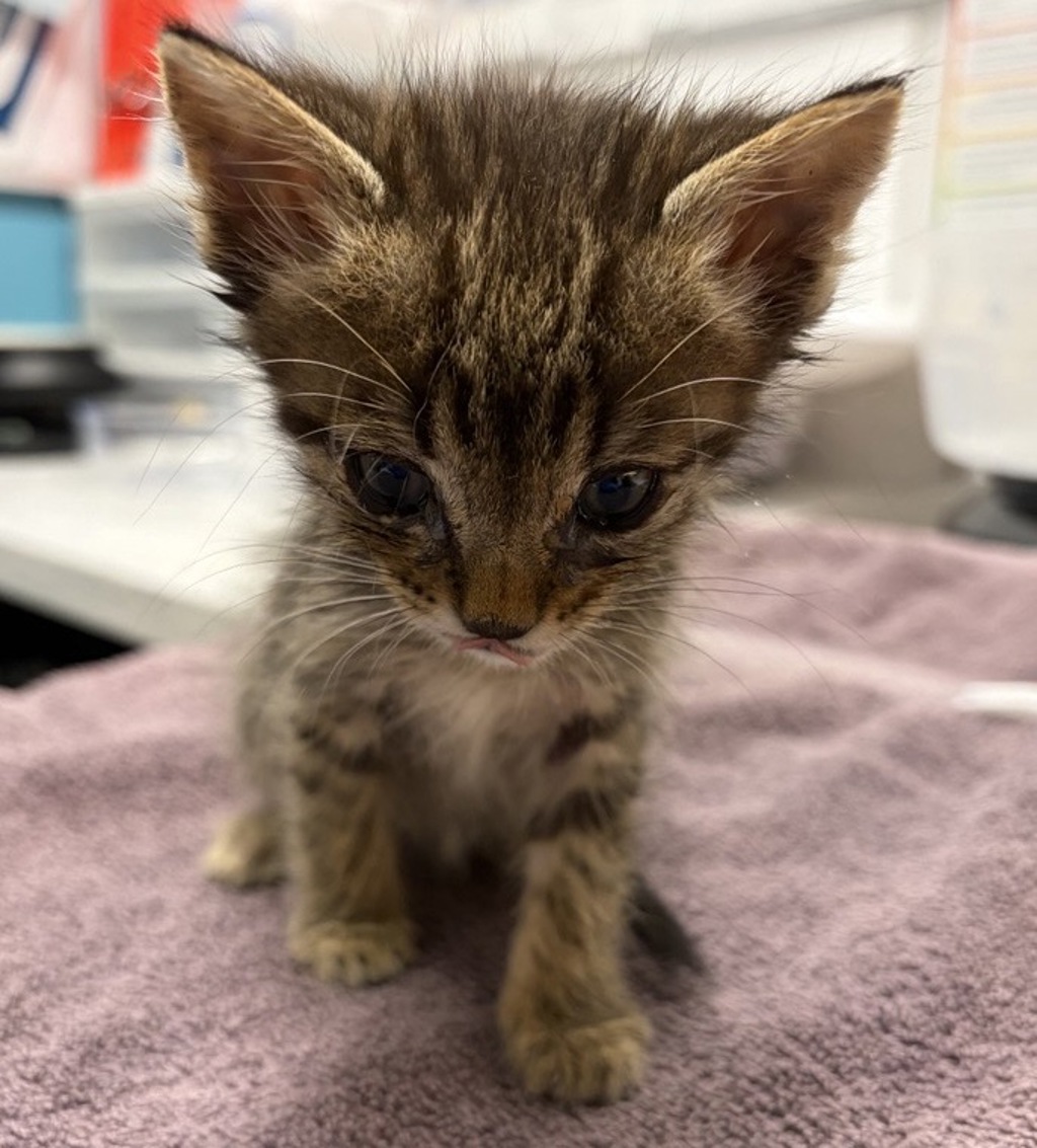 Shelter Stray Male Cat last seen Near Midland Road, Poway, CA, 92064, Escondido, CA 92027, USA