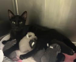 Shelter Stray Female Cat last seen SE 165th ave and SE Stark, OR, 1700 W Historic Columbia River Hwy, Troutdale, OR 97060, USA