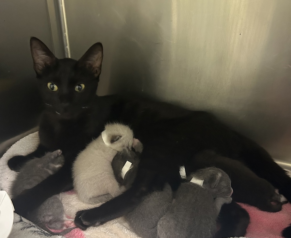 Shelter Stray Female Cat last seen SE 165th ave and SE Stark, OR, 1700 W Historic Columbia River Hwy, Troutdale, OR 97060, USA