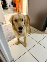 Reunited Female Dog last seen SW 160th Ave & SW 139th St Miami, FL 33196 United States, Country Walk, FL 33196