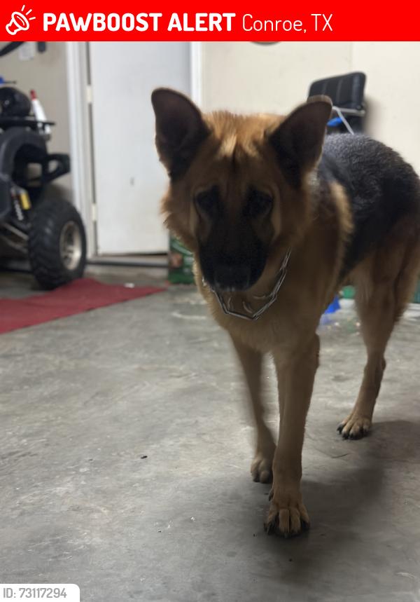 Lost Male Dog last seen Near Conroe tx, Conroe, TX 77302