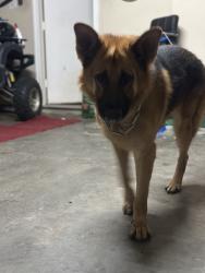 Lost Male Dog last seen Near Conroe tx, Conroe, TX 77302