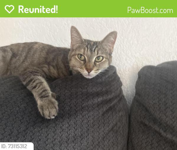 Reunited Female Cat last seen N 23rd ave and Cortez ave, Phoenix, AZ 85029