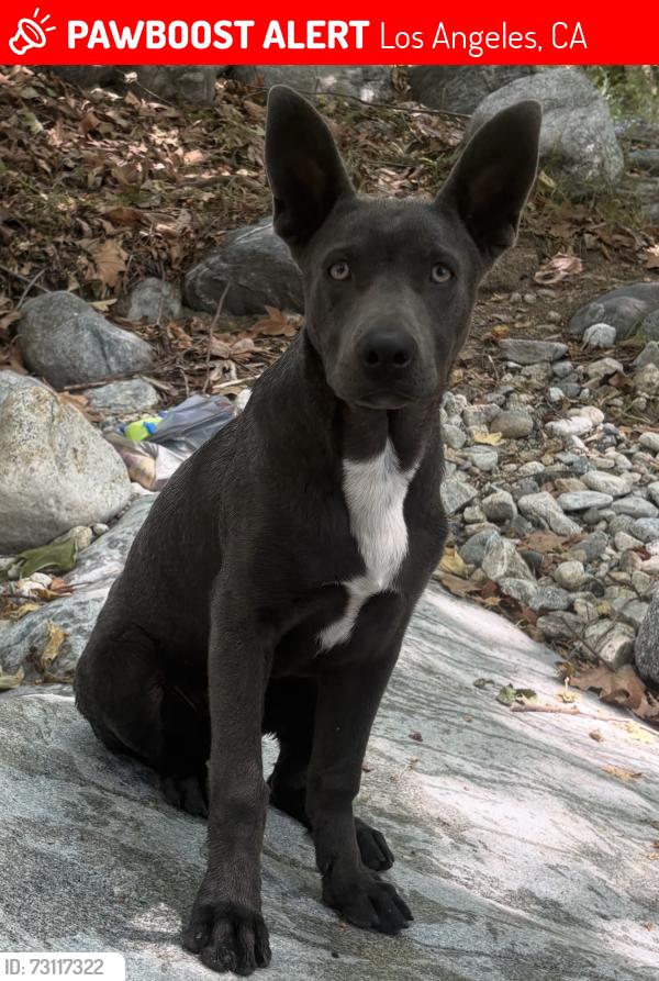 Lost Male Dog last seen Not to sure, Los Angeles, CA 91342