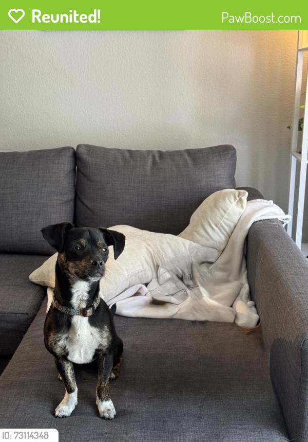 Reunited Male Dog last seen Embarcadero and Main St, San Francisco, CA 94105