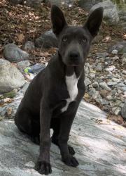 Lost Male Dog last seen Not to sure, Los Angeles, CA 91342