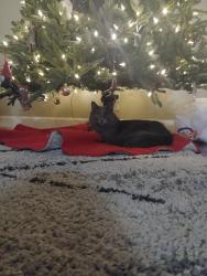 Lost Male Cat last seen Kuna Mora rd and Cloverdale, Kuna, ID 83634