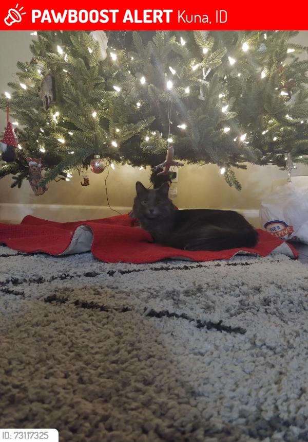 Lost Male Cat last seen Kuna Mora rd and Cloverdale, Kuna, ID 83634