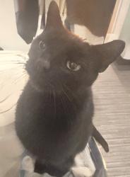 Lost Male Cat last seen Wilsthorpe Road / Hawthorne Avenue, Long Eaton, England NG10 3NP