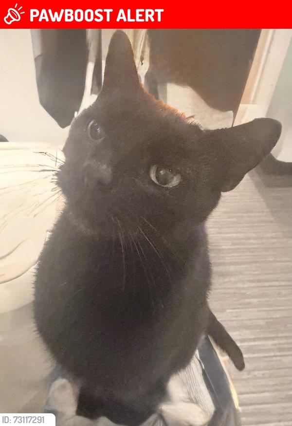 Lost Male Cat last seen Wilsthorpe Road / Hawthorne Avenue, Long Eaton, England NG10 3NP