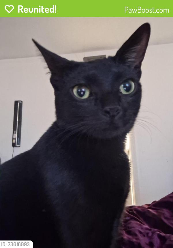 Reunited Female Cat last seen 98th and central, Albuquerque, NM 87121