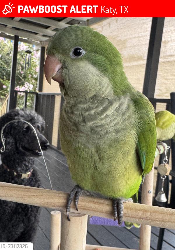 Lost Female Bird last seen Near Katy Hockley cut off rd, Katy, TX 77493