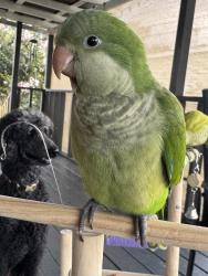 Lost Female Bird last seen Near Katy Hockley cut off rd, Katy, TX 77493