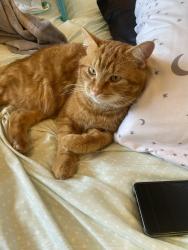 Lost Male Cat last seen Dollar generl, Germantown, OH 45327