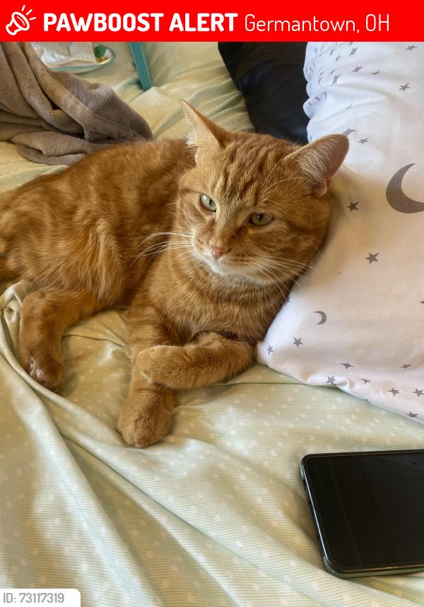Lost Male Cat last seen Dollar generl, Germantown, OH 45327