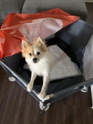 Reunited Male Dog last seen Katy, Katy, TX 77493