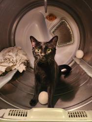 Reunited Male Cat last seen Springfield Road and Williams Ward, Springtown, TX 76082