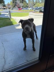 Found/Stray Female Dog last seen Cadence Design Systems, San Jose, CA 95134