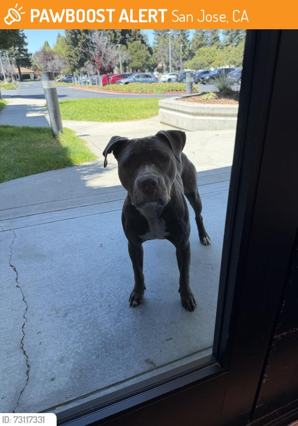 Found/Stray Female Dog last seen Cadence Design Systems, San Jose, CA 95134