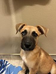 Found/Stray Female Dog last seen Loma Vista Community Church, Loma Vista, CA 93619