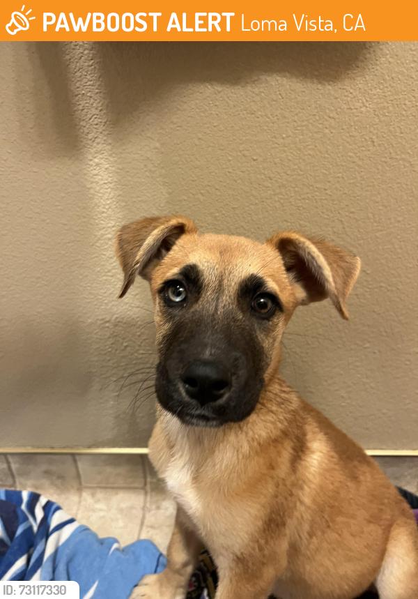 Found/Stray Female Dog last seen Loma Vista Community Church, Loma Vista, CA 93619