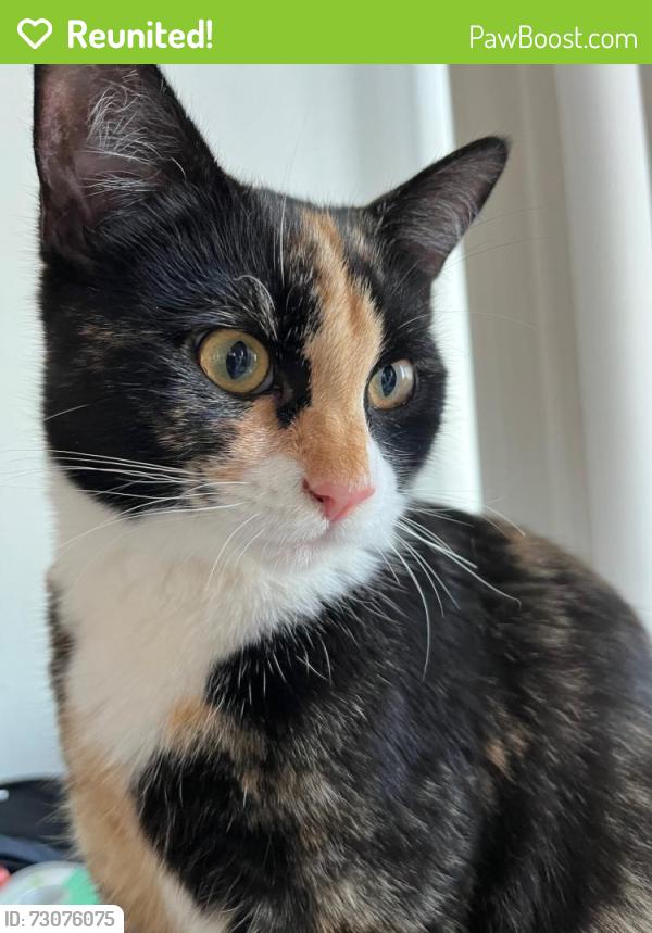 Reunited Female Cat last seen Abbottswood Dr Rancho Palos Verdes, Rancho Palos Verdes, CA 90275